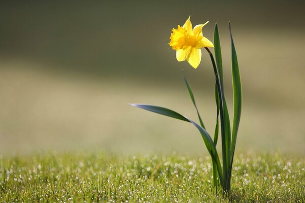 Narcisse solitaire avec des gouttes de rosée sur l herbe