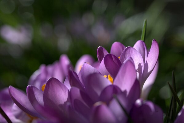 Pétales de Crocus lilas dans les reflets