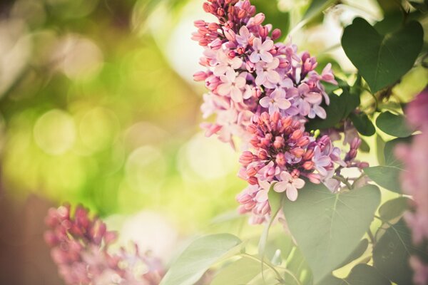 Flores de la primavera de viren en los rayos del sol