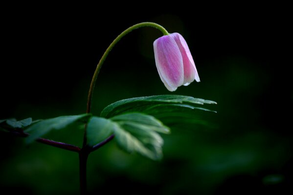 Zarte Blume auf dunklem Hintergrund