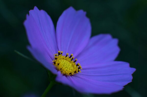 Flor azul sobre fondo oscuro