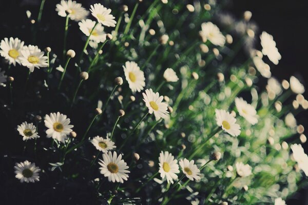 White chamomile grows in the field