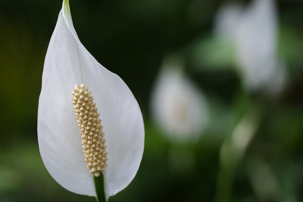 Biały spathiphyllum żeński kwiat