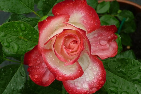 Bourgeon de rose avec des pétales verts