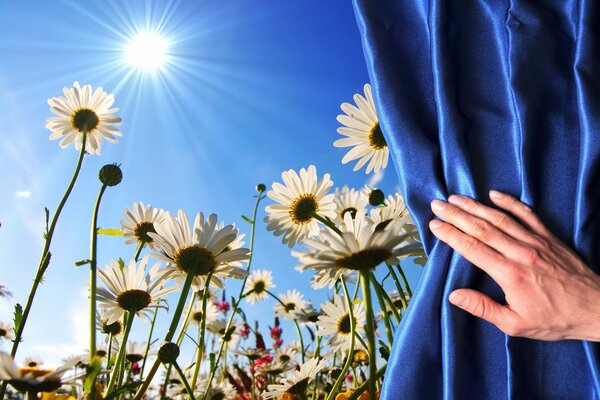 The hand opens the curtain to the chamomile field