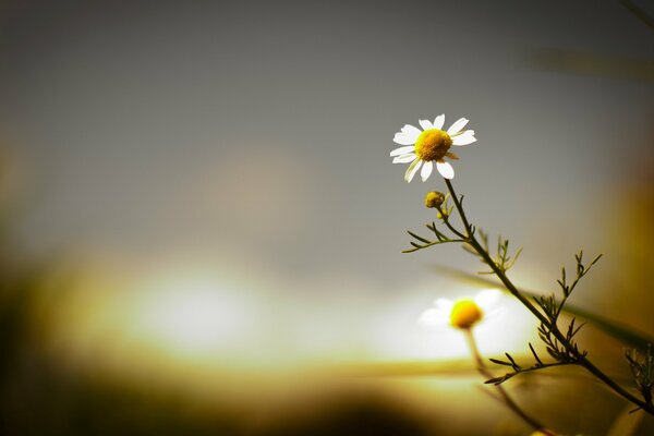 Fond d écran plein écran fleur de Marguerite