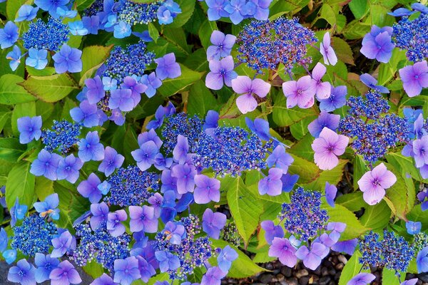 The flower of the hydrangea and its magnificent leaves
