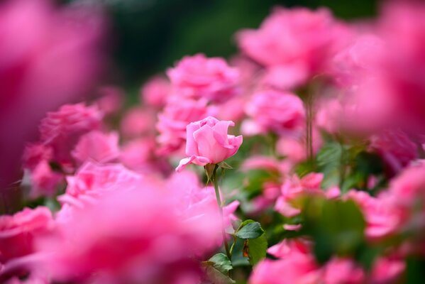 Viele Rosen sind rosa