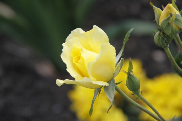 Gros plan de fleur jaune