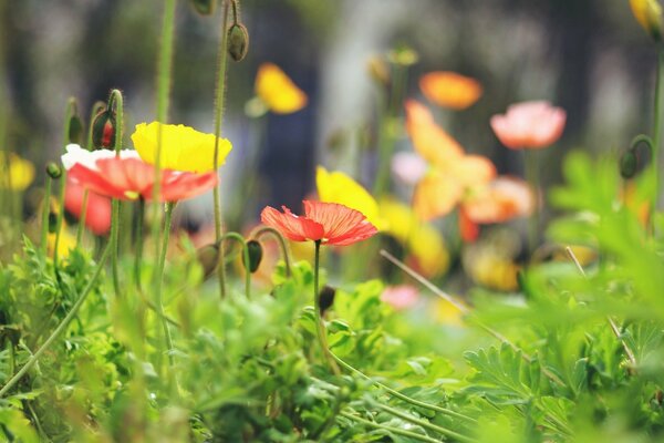 Fleurs rouges et jaunes dans le champ d été