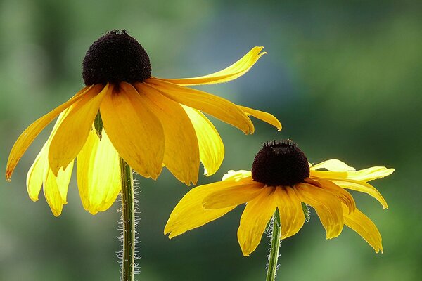 Yellow flowers. Rudbeckia. Spring wallpaper