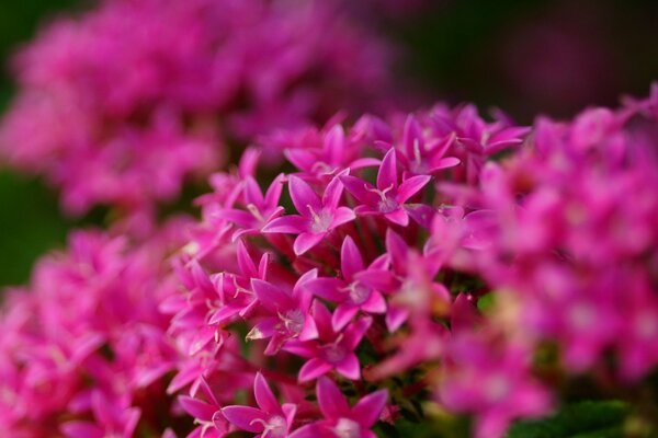 Inflorescence of pink pentas flowers