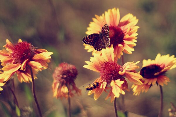 Ringelblumen sind einfache und prägnante Blumen