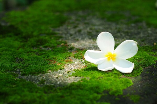 Fleur de plumeria sur fond de mousse verte