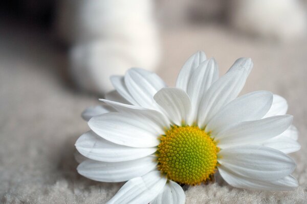 Chamomile on a white carpet background