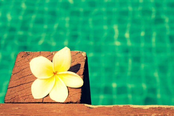 Frangipani blooming in bright light