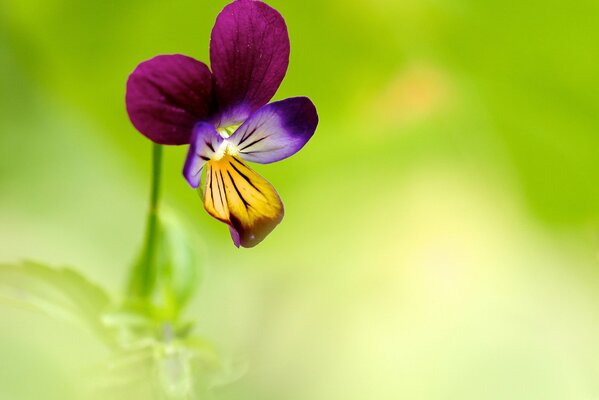 Fleur bleue de pensée