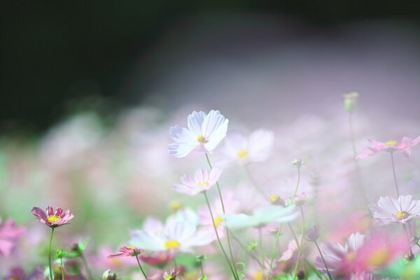 Fleurs blanches et roses cosmea photo avec flou