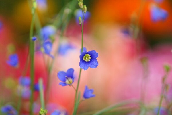 Kleine blaue blühende Blumen auf rotem, unscharfen Hintergrund