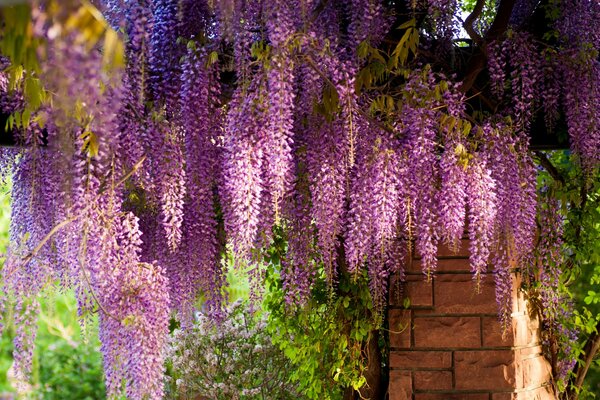 Wisteria se extiende sobre una valla de ladrillo