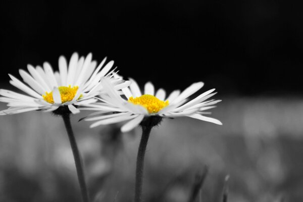 Kamillenblüten auf schwarzem weißem Hintergrund