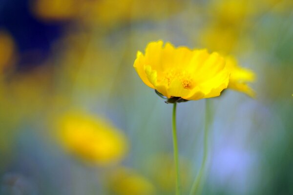 Fond d écran flou, fleur jaune