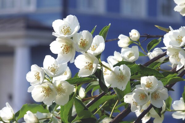 Blühender Apfelbaum Apfelbaum