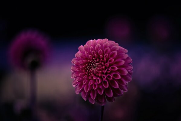 Purple large dahlia in macro photography