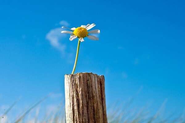 Einsame Gänseblümchen auf einem blauen Himmelshintergrund