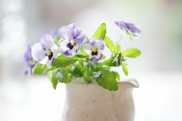 Delicate bouquet of pansies in a ceramic vase