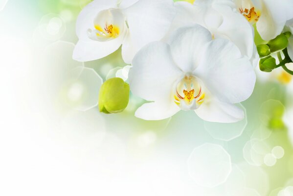 Snow-white tenderness of orchids on a blurry background