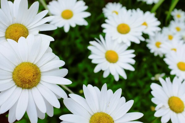 Tapeten viele weiße Gänseblümchen