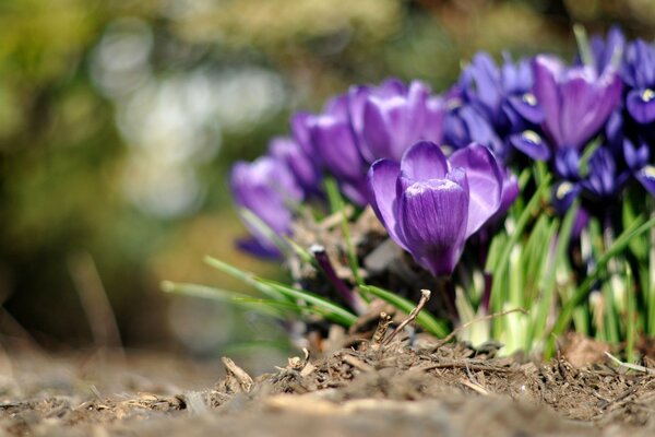Purple and blue crocus flowers