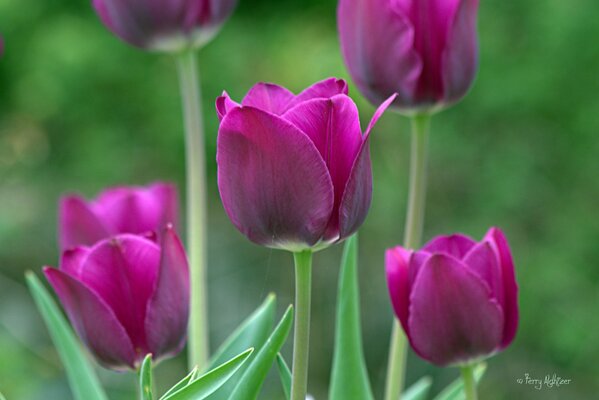 Opened purple tulips against a background of blurred greenery