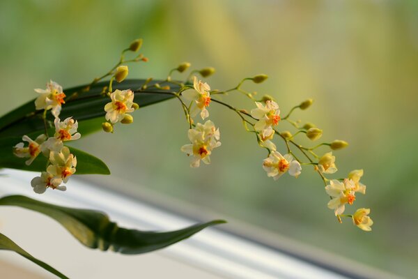 A branch of a yellow orchid on a blurry background