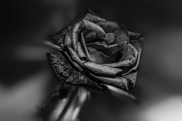 Rosa gris sobre fondo blanco y negro