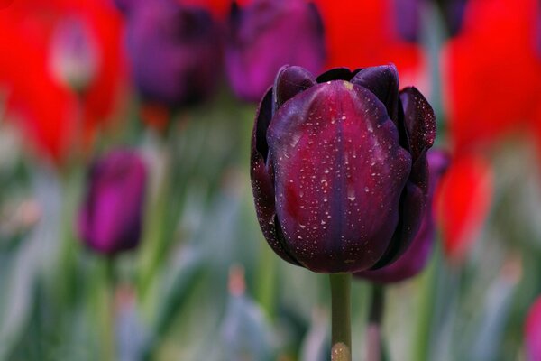 Immagine macro di un bocciolo di tulipano nero