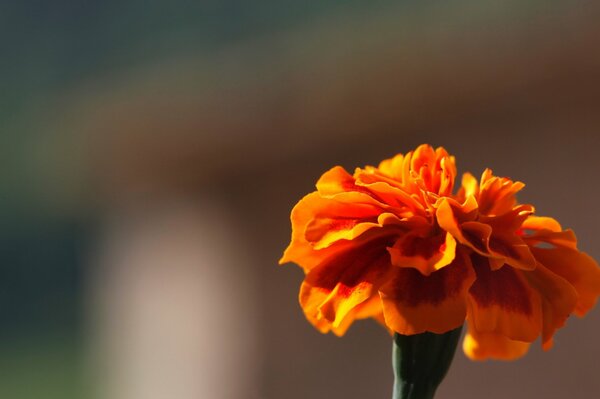 Pomarańczowy kwiat na rozmytym Yonie