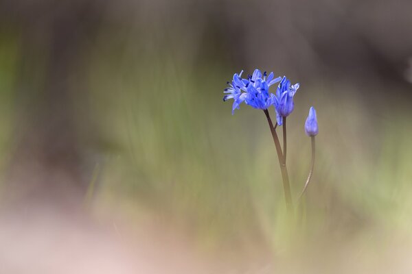 Blaue Blume auf verschwommenem Hintergrund