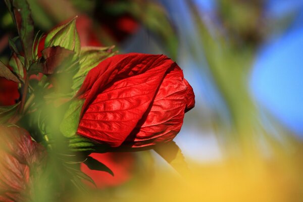 Pétales non ouverts dans un bourgeon de rose rouge