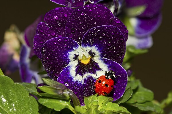 Imagen macro del brote de viola con una mariquita sentada en él