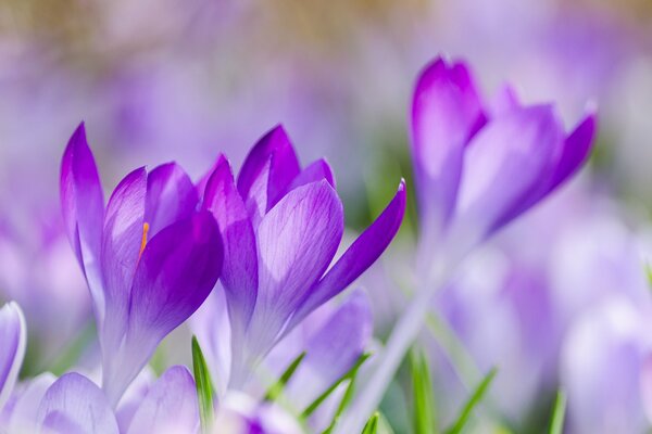 Azafranes Lilas en un Prado de primavera