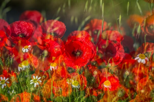 Blooming red poppies in the field