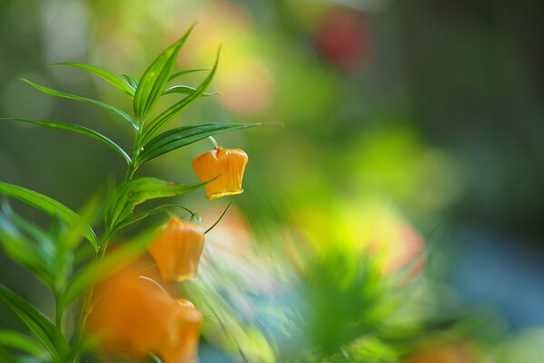 Fleurs lanternes jaunes macro photo