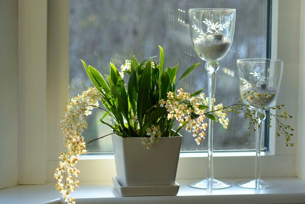 Orquídea de interior en maceta