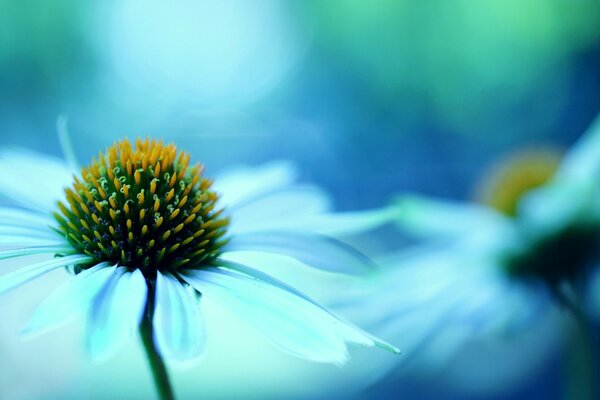 Fleurs de camomille en fleurs sont belles