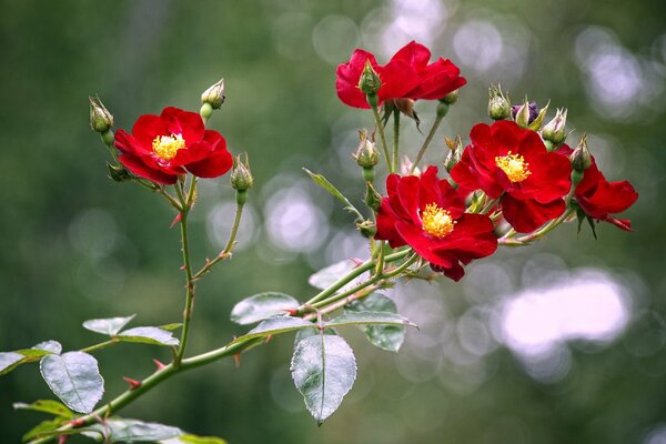 Flores silvestres brillantes rojas