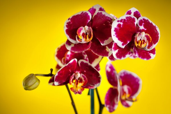 Leuchtend rote Orchideen auf dem Hintergrund der Farbe der Sonne