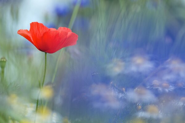 Roter Mohn auf Unschärfe Hintergrund