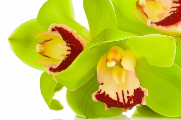 Orquídeas Cymbidium en color verde claro macro